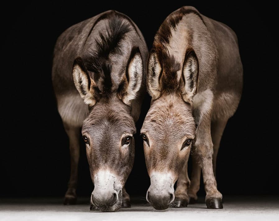 Donkey