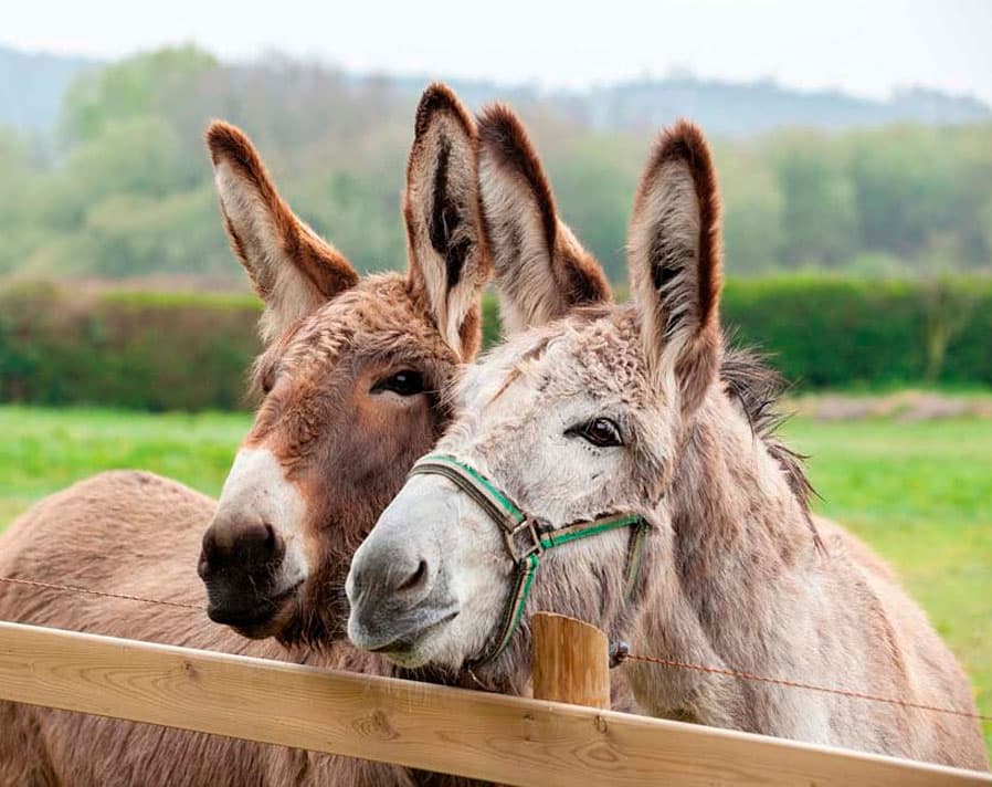 Donkey 2