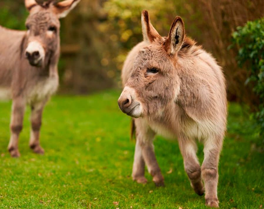 Donkey 2